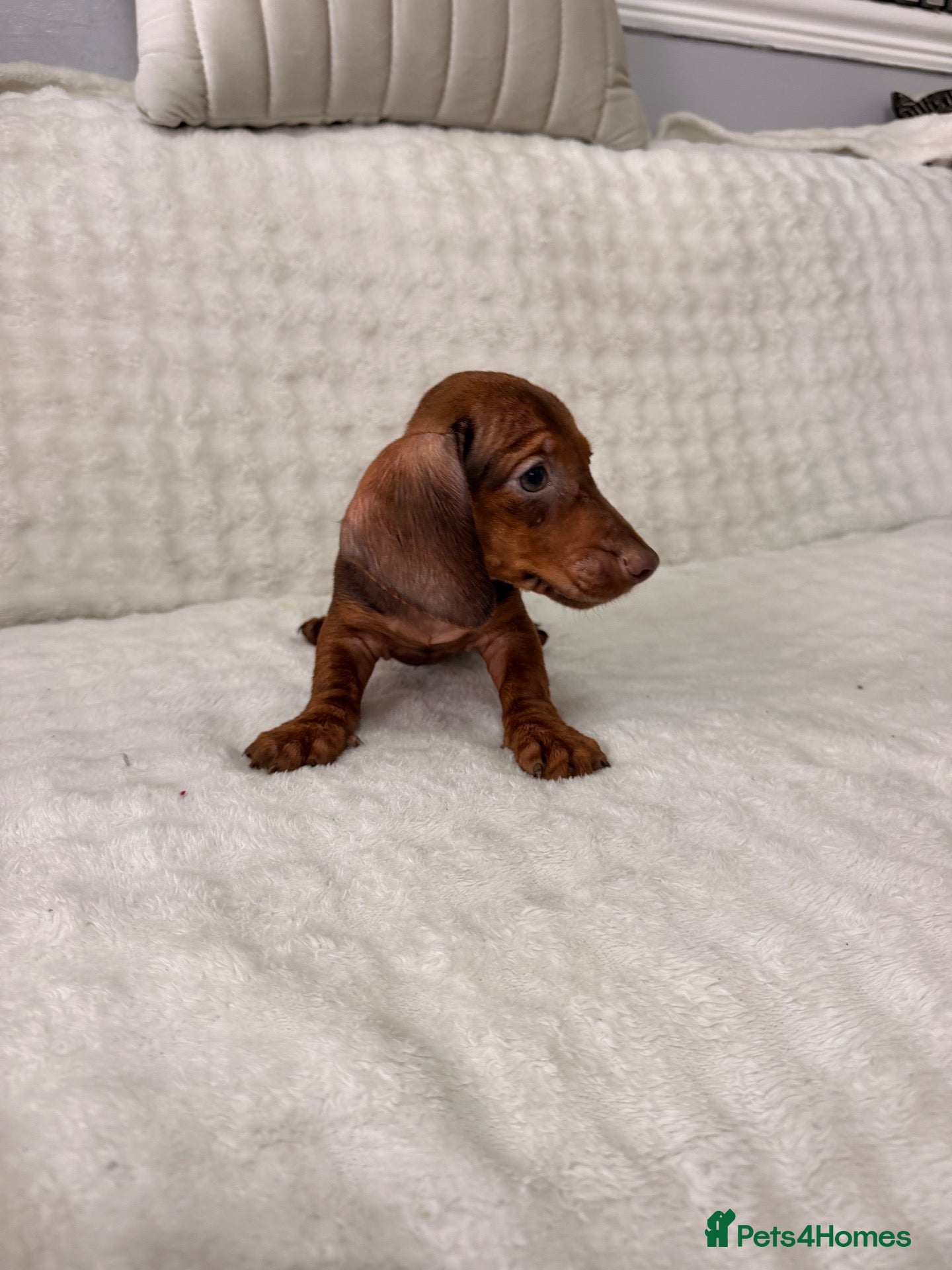 Dachshund dogs Miniature Dachshunds Puppys  - Advert 1