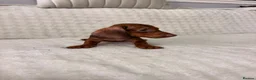 Dachshund dogs for sale: Miniature Dachshunds Puppys  - Advert 3