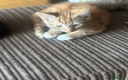 Mixed Breed cats for sale: X3 very playful kittens for forever homes  - Image 5