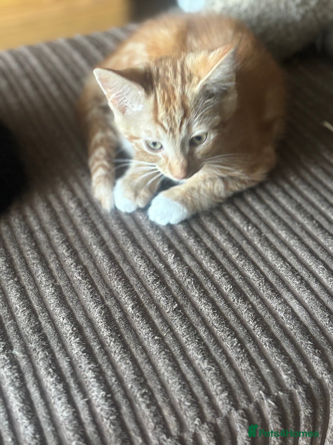 Mixed Breed cats for sale: X3 very playful kittens for forever homes  - Image 5