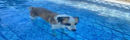 Mixed Breed dogs for adoption: 🐾 Meet Benji 😍😍 - Advert 12