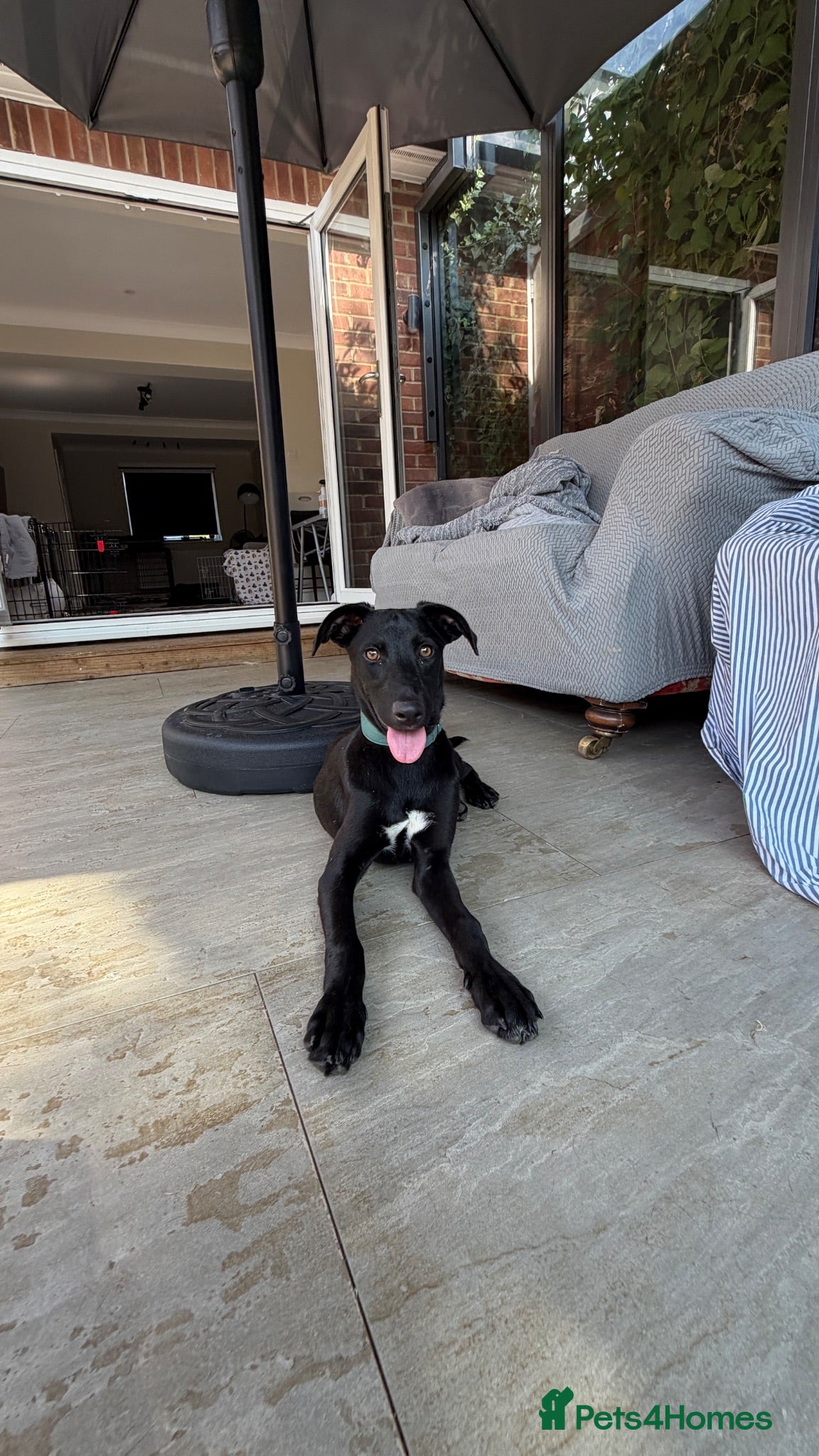 Mixed Breed dogs Gentle puppy Paris is Ready for her Family! 💗 - Advert 2