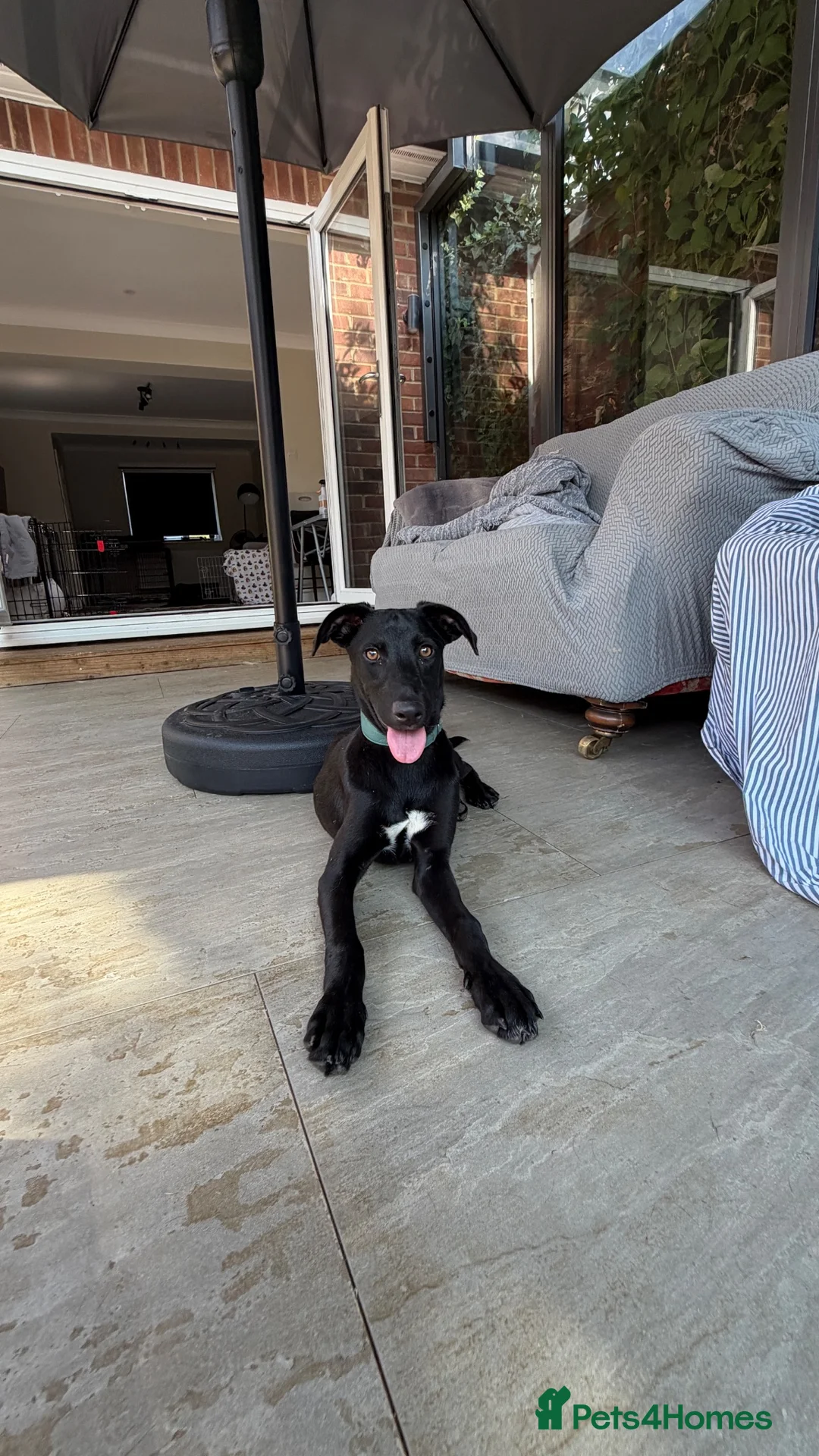 Mixed Breed dogs for adoption: Gentle puppy Paris is Ready for her Family! 💗 - Advert 2