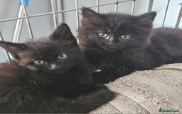 Maine Coon cats for sale: Beautiful black fluffy part maincoon kittens - Image 17