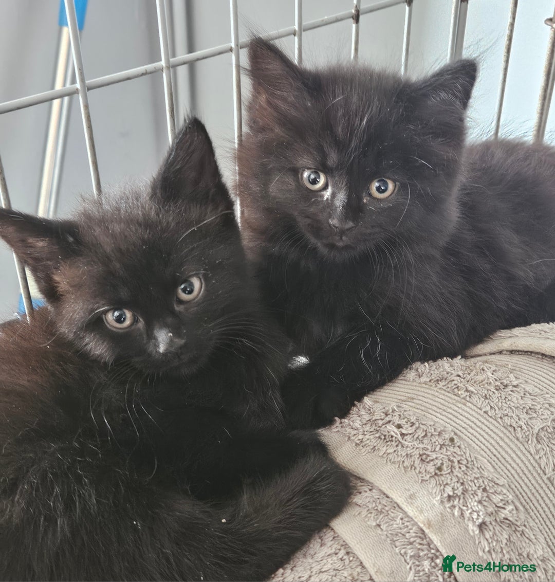 Maine Coon cats for sale: Beautiful black fluffy part maincoon kittens - Image 17