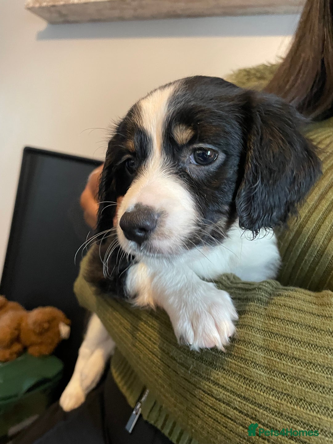 Mixed Breed dogs for sale: Border collie/Cocker Spaniel  - Image 3
