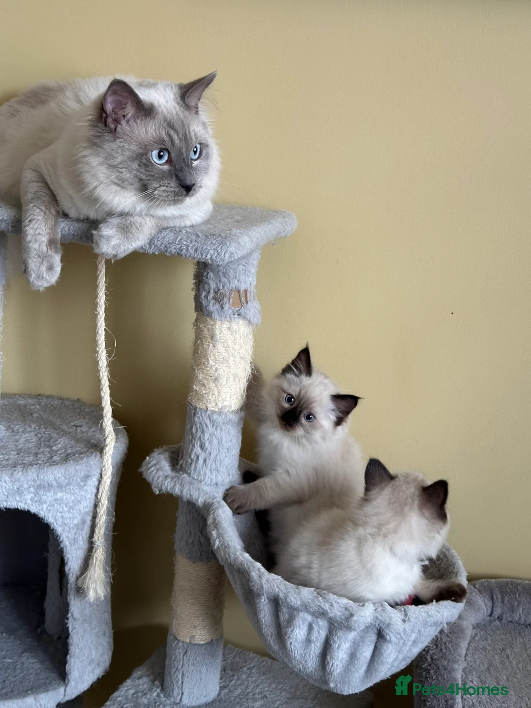 Ragdoll cats for stud: DNA TESTED🧬 Blue Point, Choc Carrier Ragdoll STUD - Advert 27