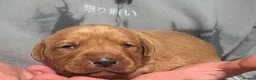 Labrador Retriever dogs for sale: DARK FOX RED KC LAB PUPS HEALTH TESTED 5* BREEDER - Advert 11