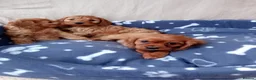 Cockapoo dogs for sale: Stunning red cockapoo/cavapoo puppies  in Coventry - Advert 7