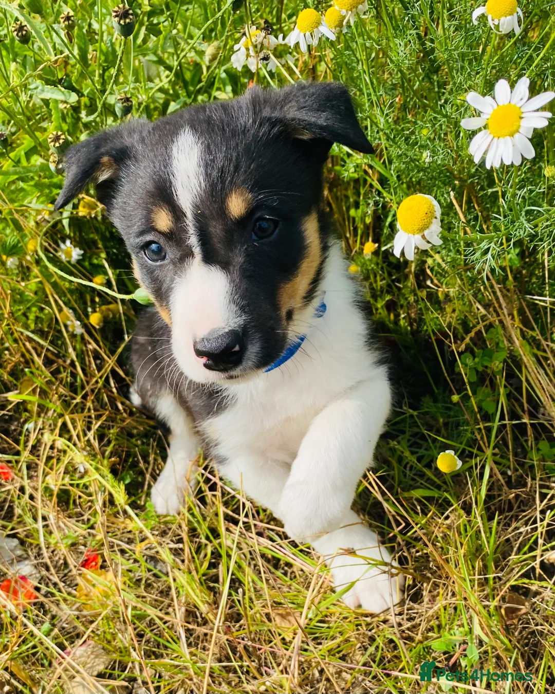 Border Collie dogs for stud: ISDS & KC, well proven, health tested clear stud in Darlington - Advert 26