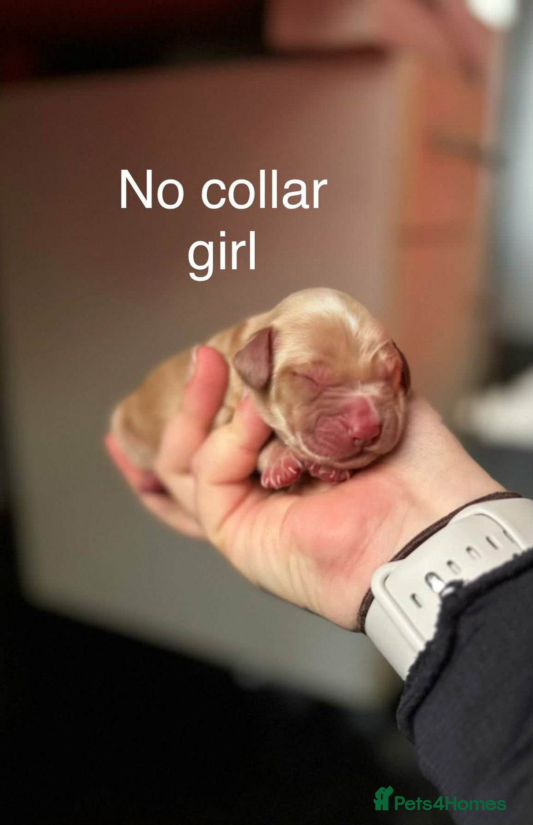 Cocker Spaniel dogs for sale: Stunning dark fox red and golden cockers - Advert 7