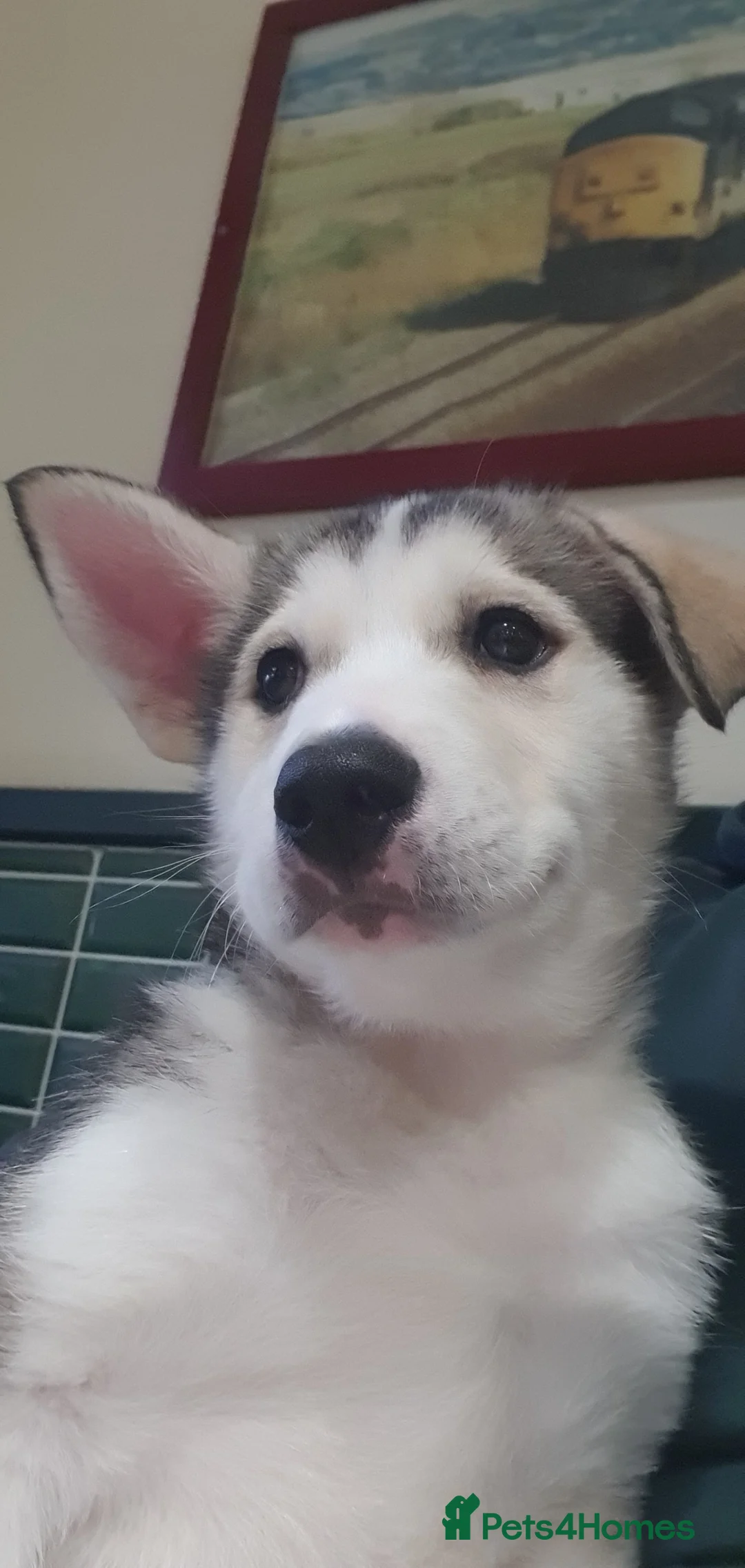 Siberian Husky dogs for sale: 10-Week-Old Siberian Husky Puppy. - Advert 4
