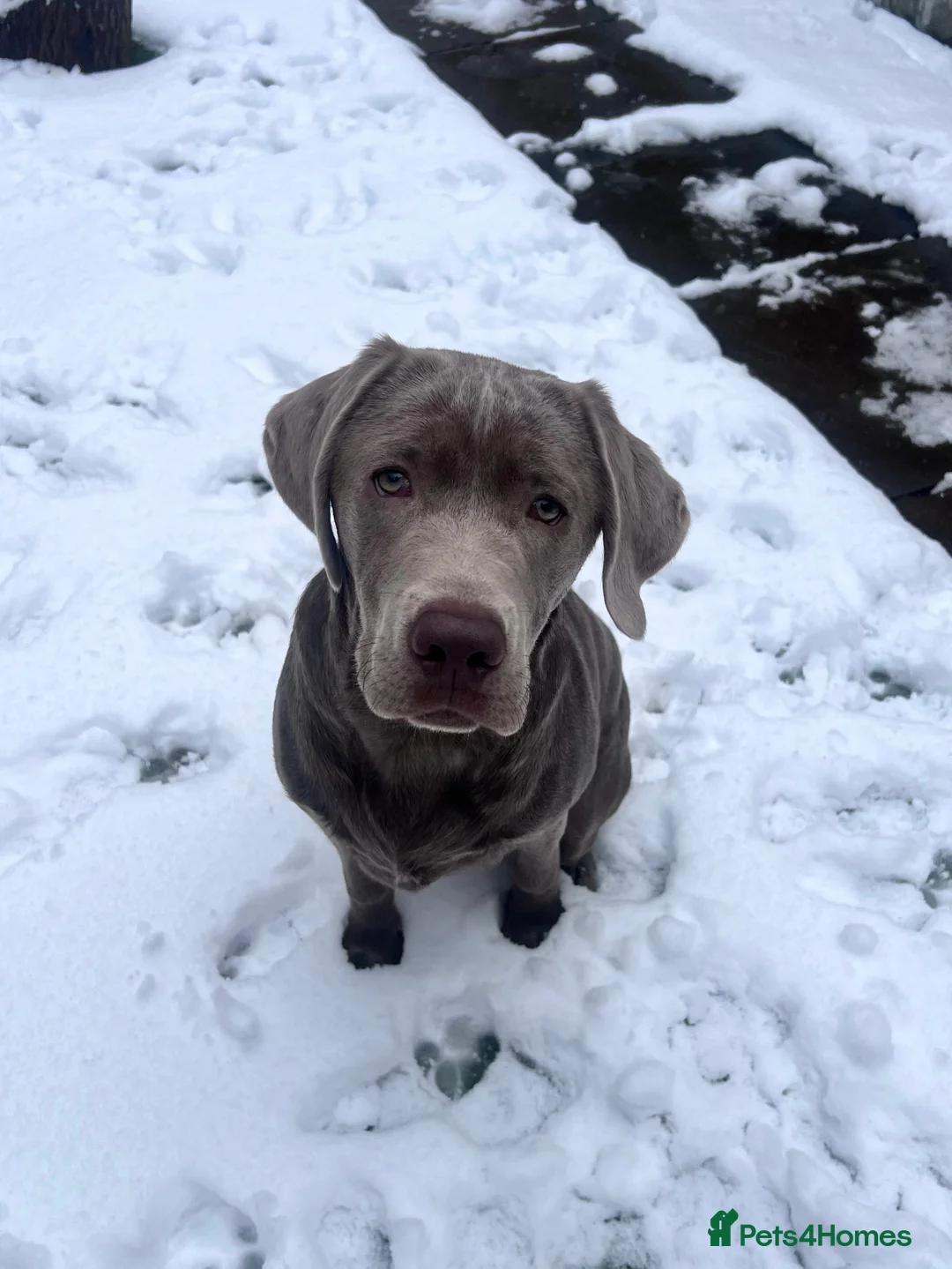 Labrador Retriever dogs for stud: STUNNING SILVER LABRADOR AVAILABLE FOR STUD - Advert 2