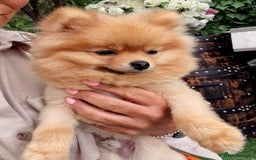 Pomeranian dogs for sale: Gorgeous Pom  - Image 5
