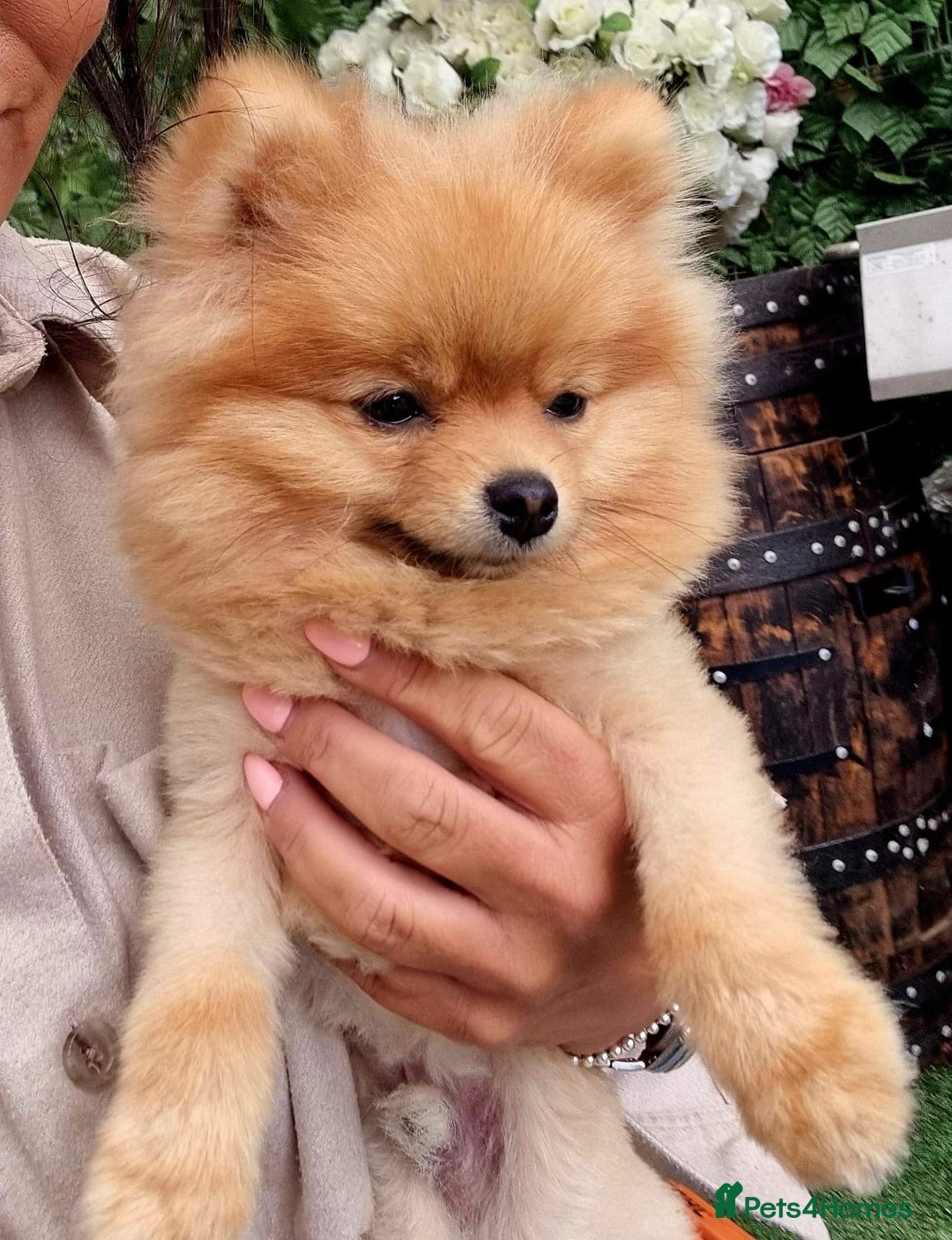 Pomeranian dogs for sale: Gorgeous Pom  - Image 5