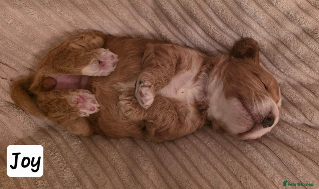 Cockapoo dogs for sale: Gorgous F1 Cockerpoo's Puppies - Advert 3