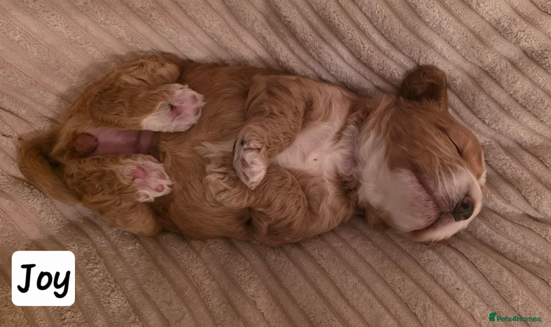 Cockapoo dogs for sale: RESERVED Gorgous F1 Cockerpoo's Puppies - Advert 3