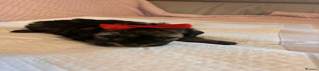 Toy Poodle Puppy 2
