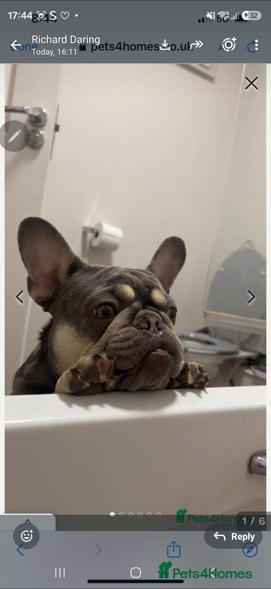 French Bulldog dogs Beautiful female French bulldog. - Advert 2
