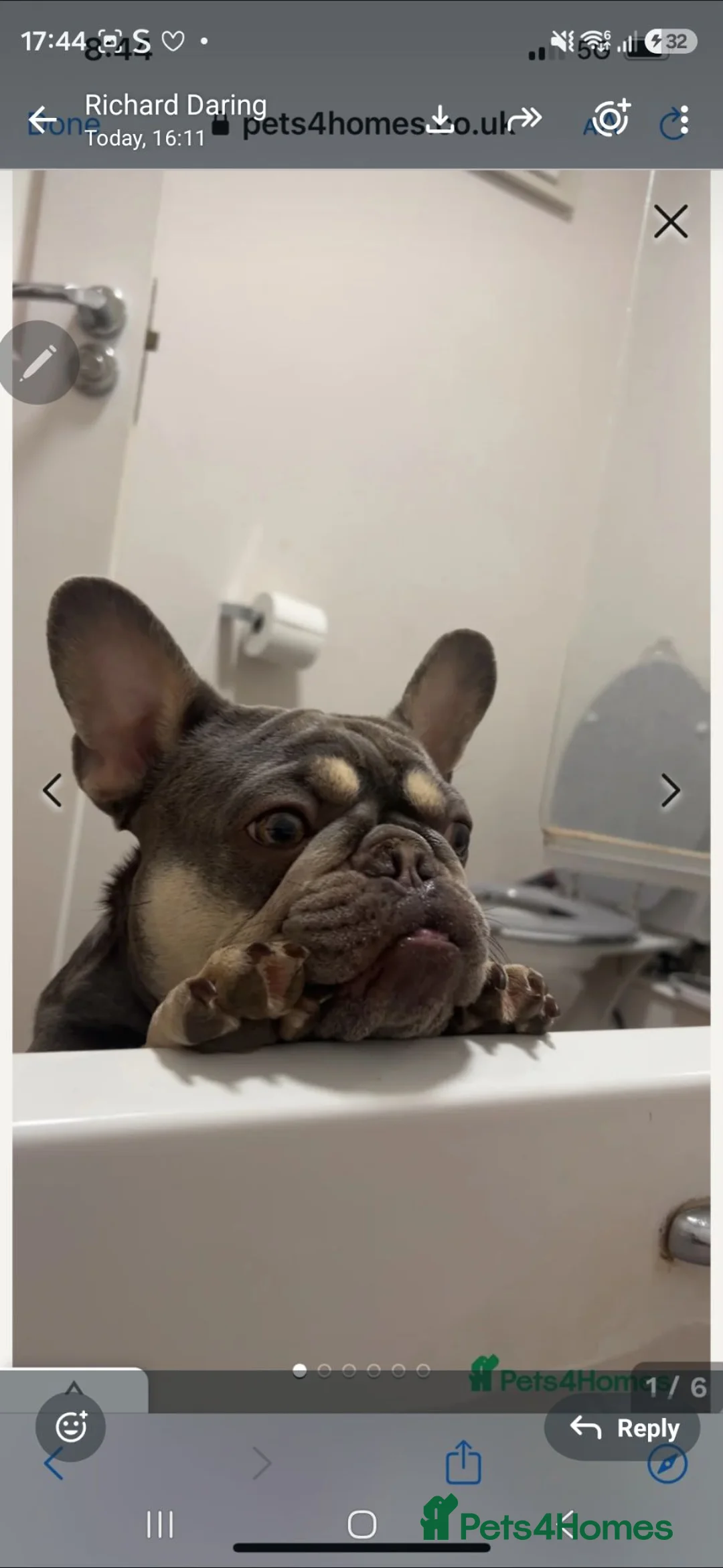 French Bulldog dogs for sale: Beautiful female French bulldog. in Northampton - Advert 1
