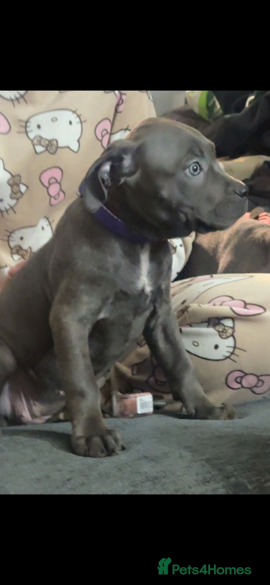 Cane Corso dogs Cane corso female  - Advert 16