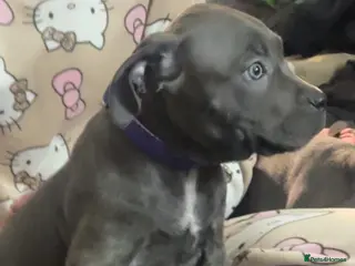 Cane Corso dogs Cane corso female - Advert 16