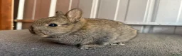 Netherland Dwarf rabbits for sale: Pure Bred Netherland Dwarf Rabbits - Advert 13