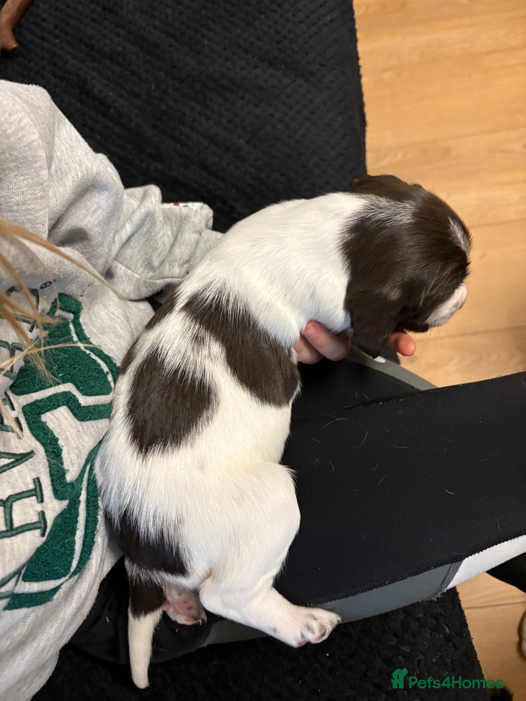 Mixed Breed dogs for sale: Sprockers cross  - Image 12