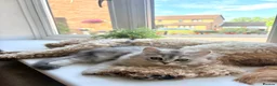 Persian cats for sale: Persian chinchilla/BSH kittens ready to leave ❤️ - Advert 2