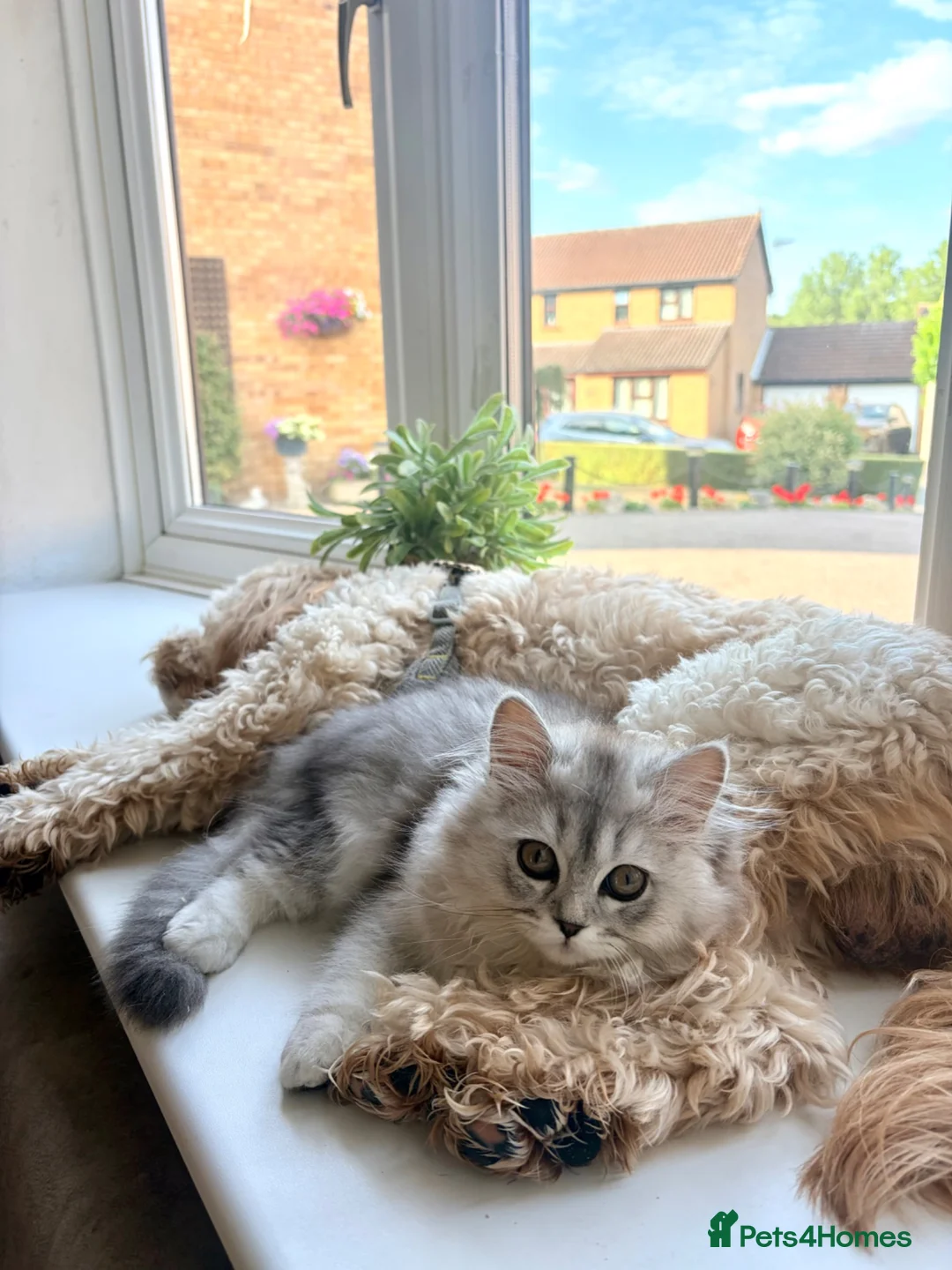 Persian cats for sale: Persian chinchilla/BSH kittens ready to leave ❤️ - Advert 2