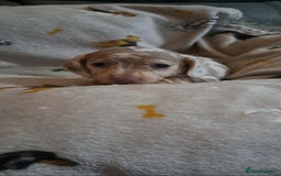 Miniature Dachshund dogs for sale: Stunning Miniature dachshund puppies  - Advert 11