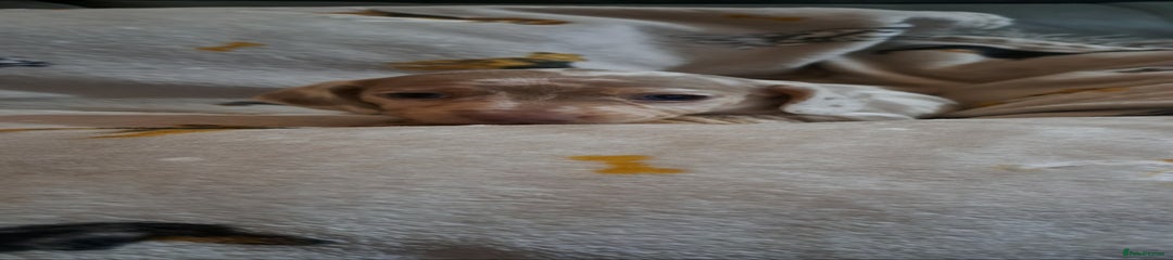 Miniature Dachshund Puppy 4