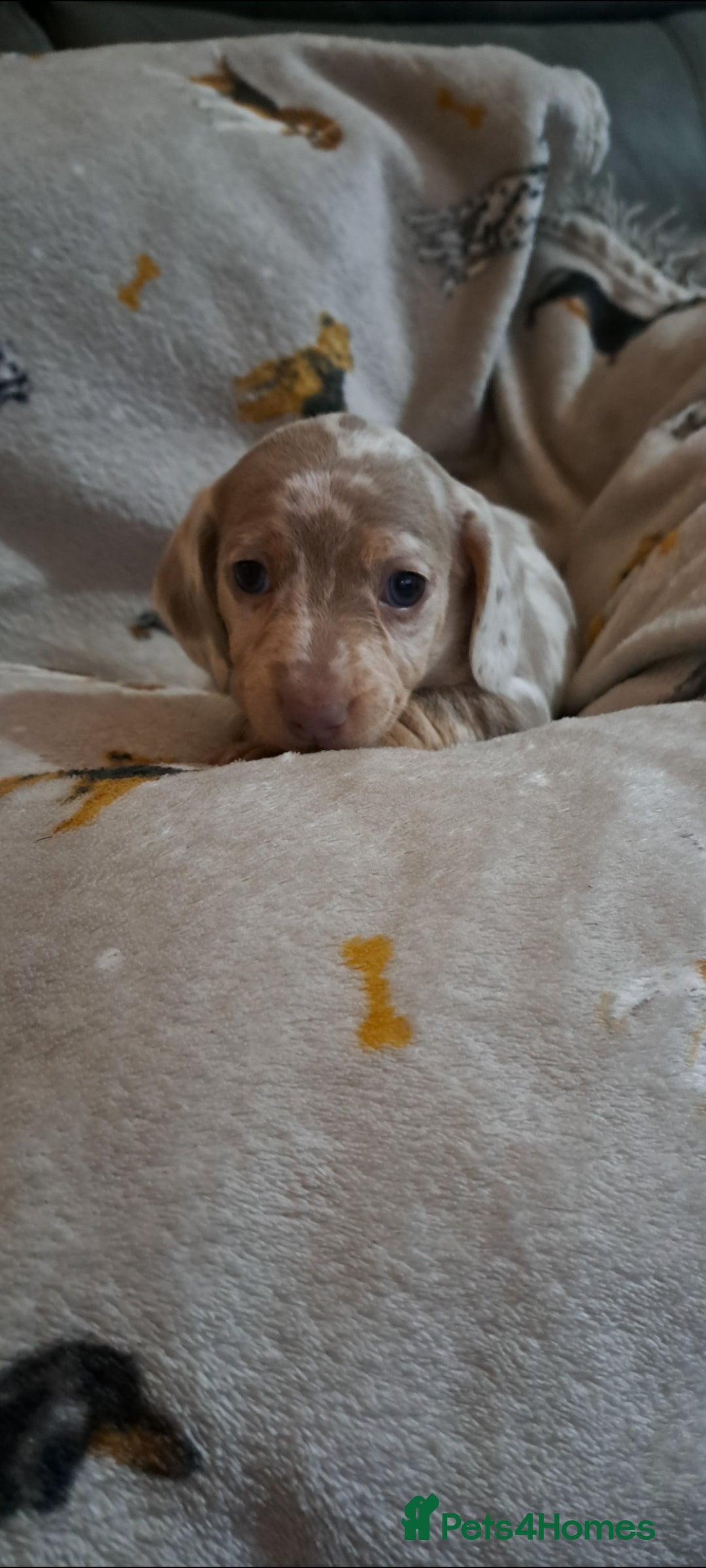 Miniature Dachshund dogs for sale: Stunning Miniature dachshund puppies  - Advert 11
