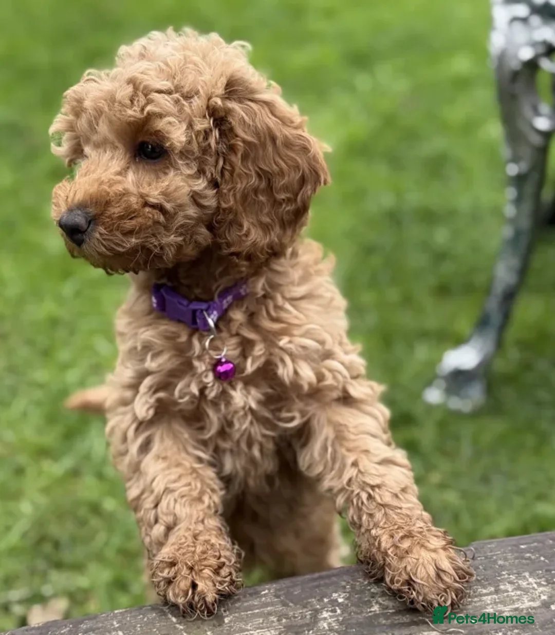 Cockapoo dogs for sale: Smart, Sweet & Snuggly-Fluffy Cockapoo Cuties - Advert 9