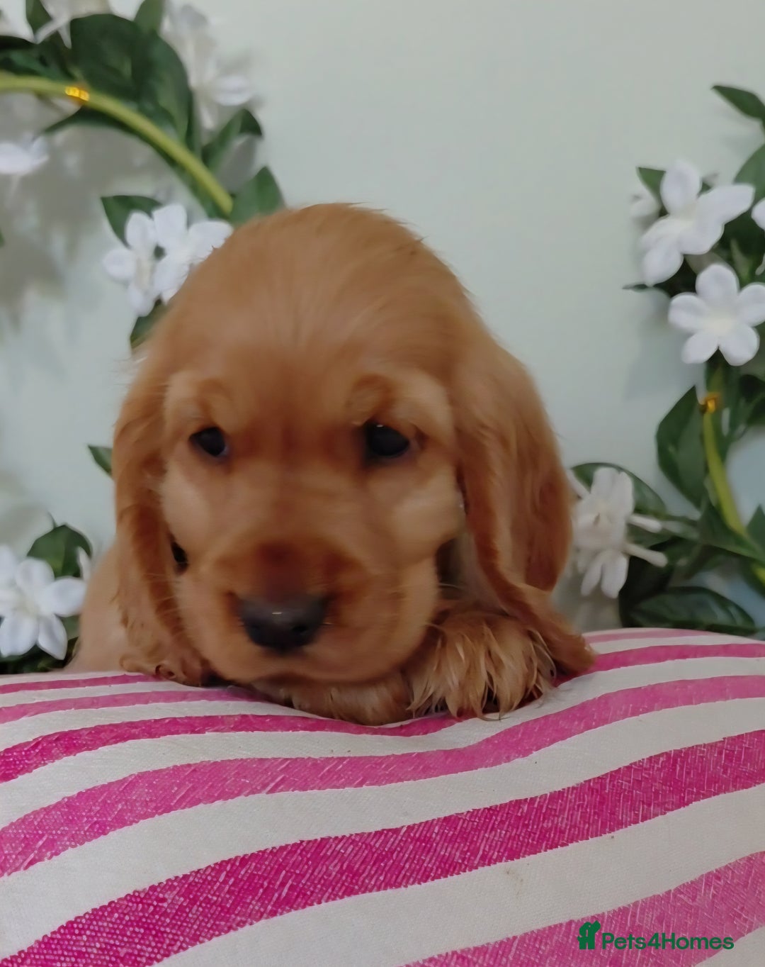 Cocker Spaniel dogs for sale: Ready today KC Show Winning Breeding - Image 10