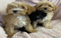 Cavapoo dogs for sale: Beautiful F1 Cavapoo boy & girl puppies - Image 18