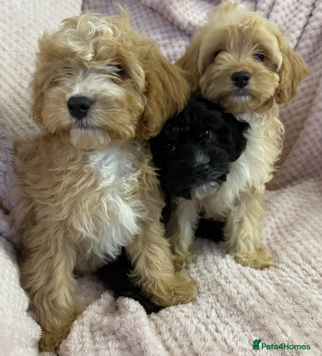 Cavapoo dogs for sale: Beautiful F1 Cavapoo boy & girl puppies - Image 18