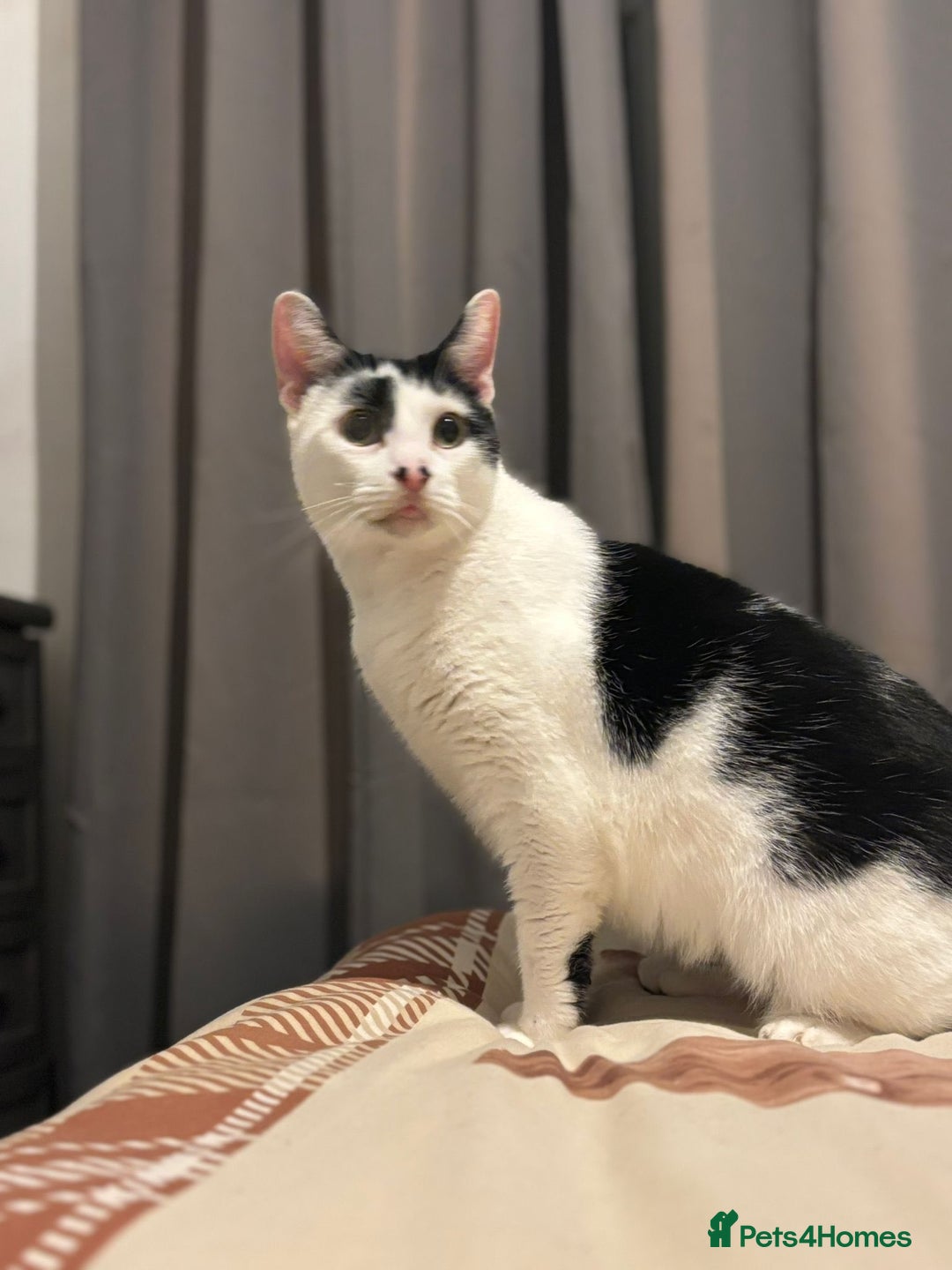 Domestic Shorthair cats for adoption: Rory and Luna - Advert 3