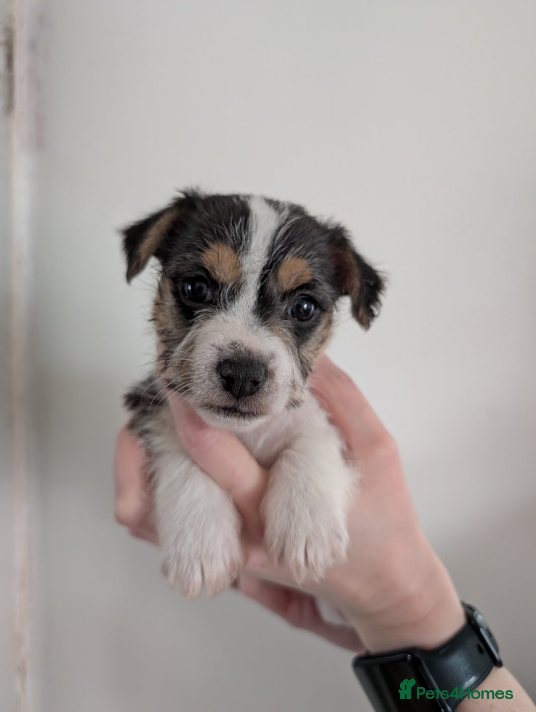 Mixed Breed dogs for sale: Jack Russell Puppies - Advert 5