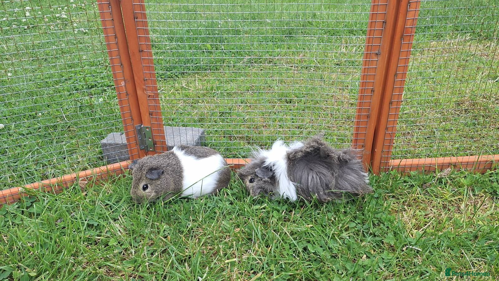 Guinea Pig rodents 2 female baby guinea pigs - Advert 7