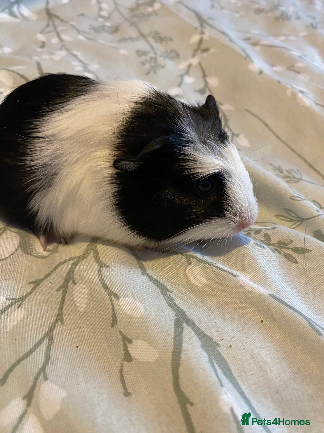 Guinea Pig rodents for sale: Guinea pigs  - Image 12