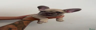 French Bulldog 1