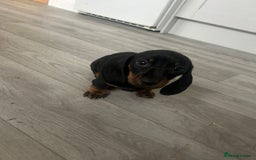Dachshund dogs for sale: Dachshund Puppies - Image 3