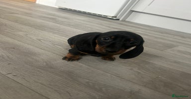 Dachshund dogs - Advert 13