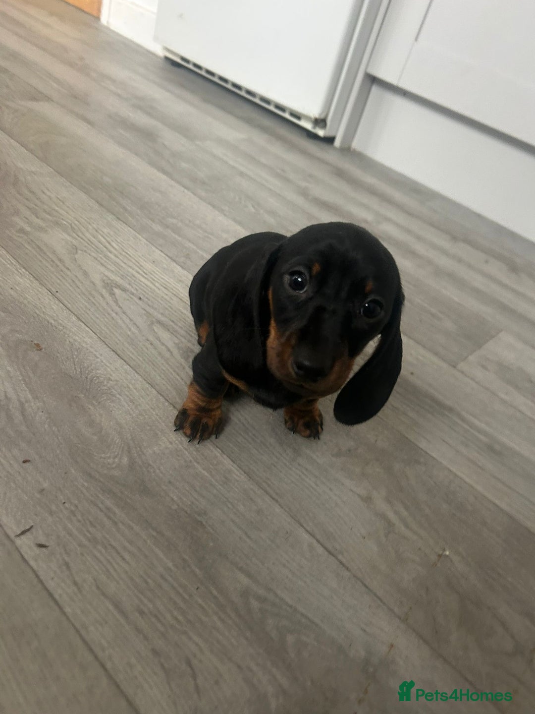 Dachshund dogs for sale: Dachshund Puppies - Image 3
