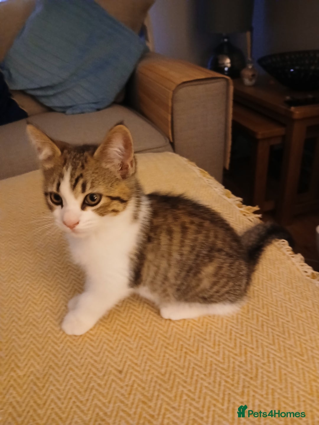Mixed Breed cats for sale: Kittens 2male  - Image 4