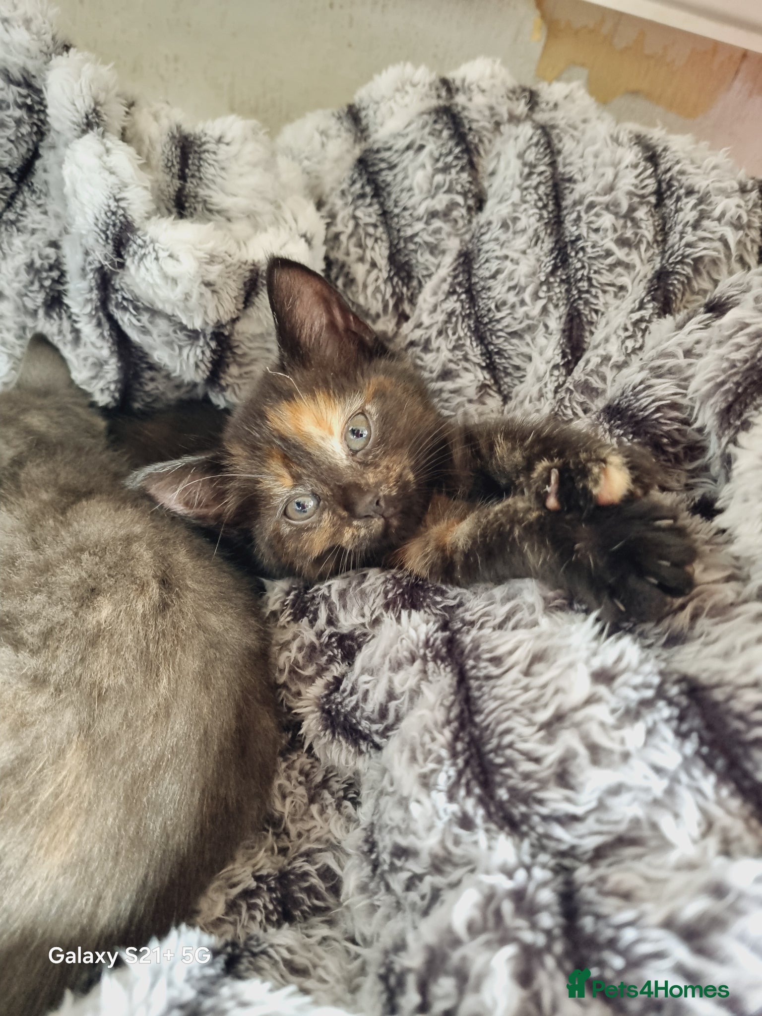 British Longhair cats for sale: Kittens  - Advert 3