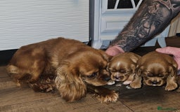 Cavalier King Charles Spaniel dogs for sale: Cavalier king charles spaniel puppies  - Advert 2