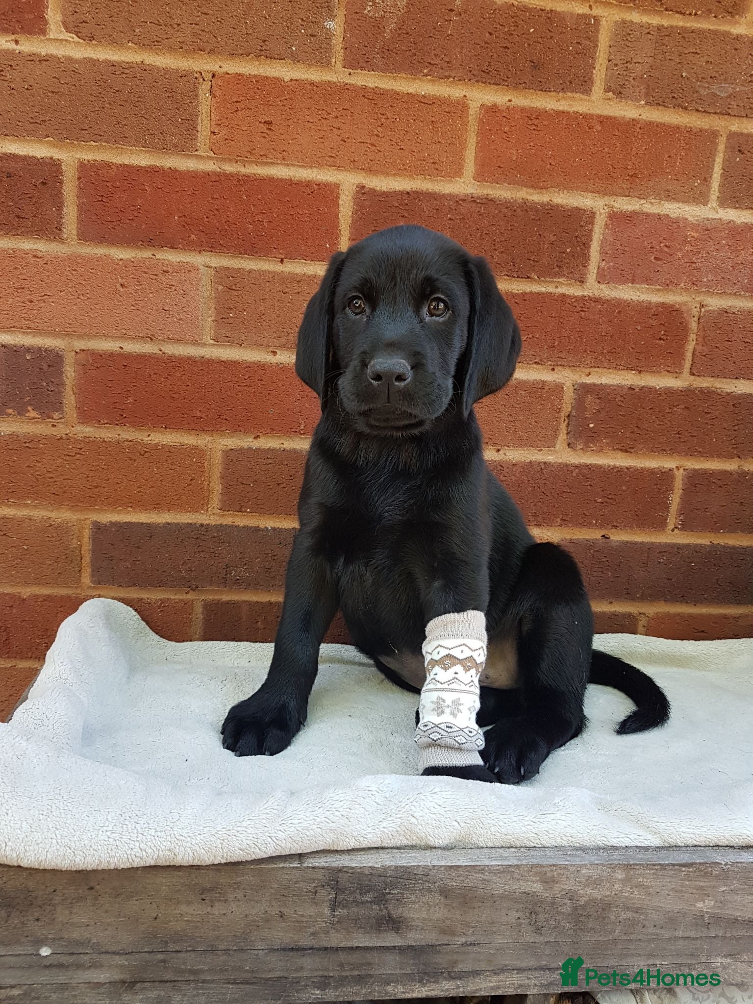 Labrador Retriever dogs Excellent KC Registered Labrador puppies  - Advert 2