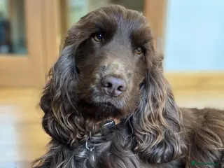 Cocker Spaniel dogs Gorgeous Health Tested Show Cocker Stud - Advert 3